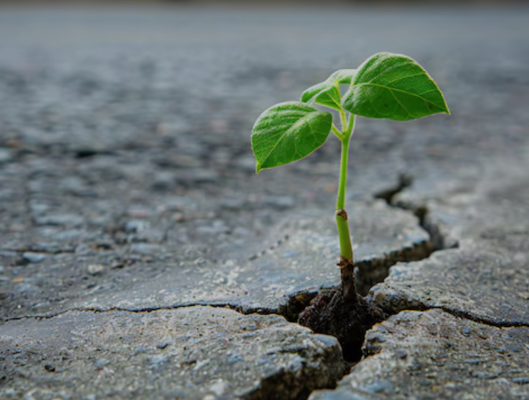 Como esta planta entre piedras, tu sistema nervioso tiene una capacidad innata de regenerarse. El estrés puede ser el terreno árido, pero la resiliencia biológica está en tu código genético. Aprendé a crear las condiciones para que florezca