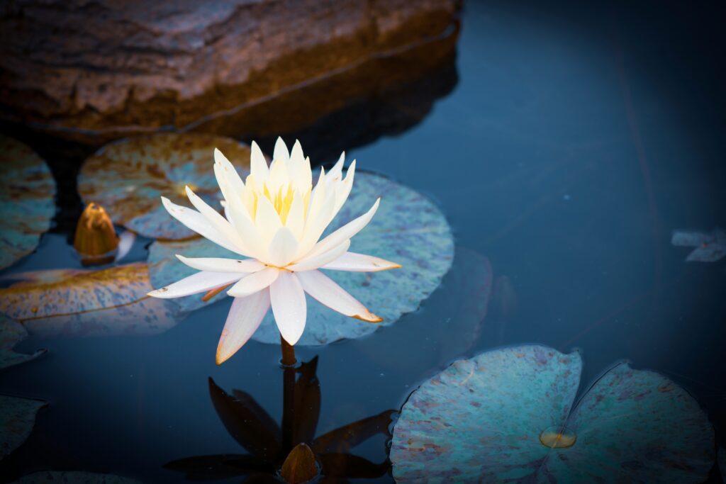 Flor de loto emergiendo de un estanque oscuro, símbolo de sanación y reprocesamiento de trauma emocional. Transformación desde el dolor hacia la luz.